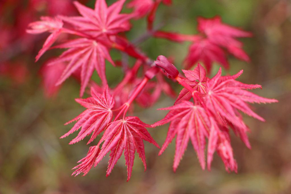 红枫种植