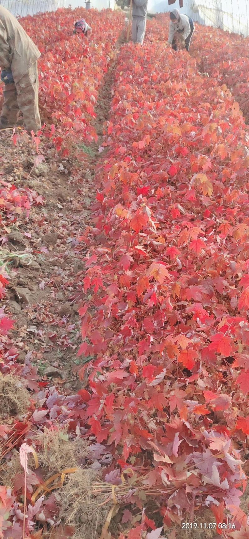 美国红枫小苗